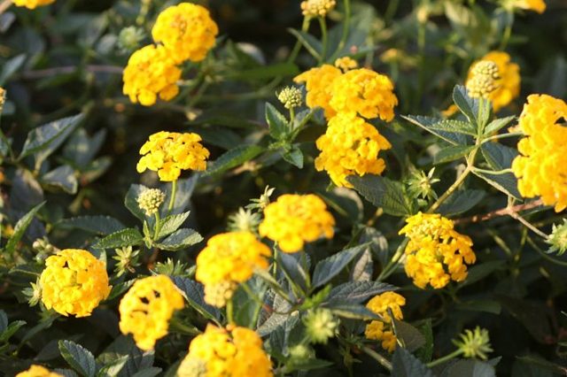 Beautiful yellow flowers at Mawanda Royal Gardens