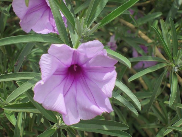 Beautiful natural flowers at Bunga Leisure Gardens