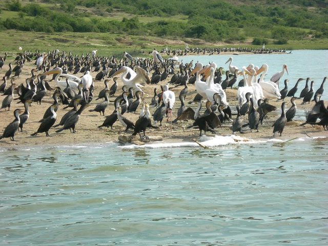 The beautiful birds from East Africa