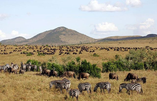 wildebeest and Zebras in from East Africa