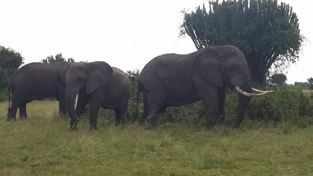Elephants in Queen Elizabeth National Park in Western Uganda