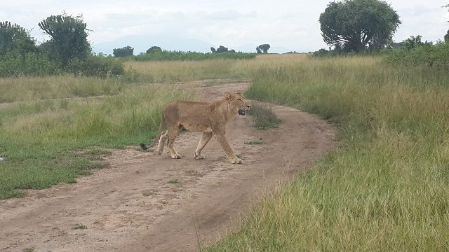 A lioness crossing a road in Queen Elizabeth National Park in Uganda