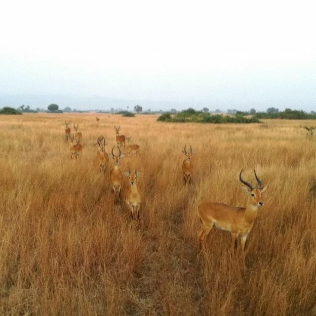 Kobs at Lake Mburo National Park in Western Uganda