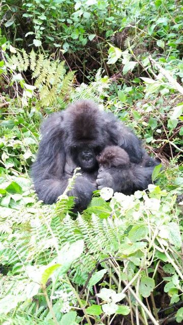 A gorilla and it's baby