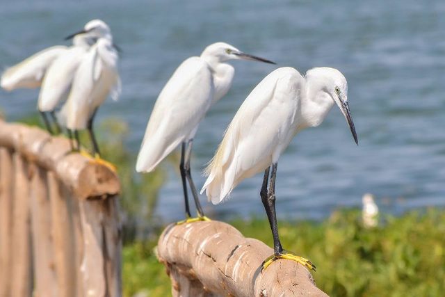 Birds at One Love Beach Busabala